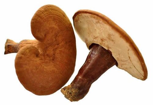 人参、鹿茸、灵芝等名贵药材怎么挑选？