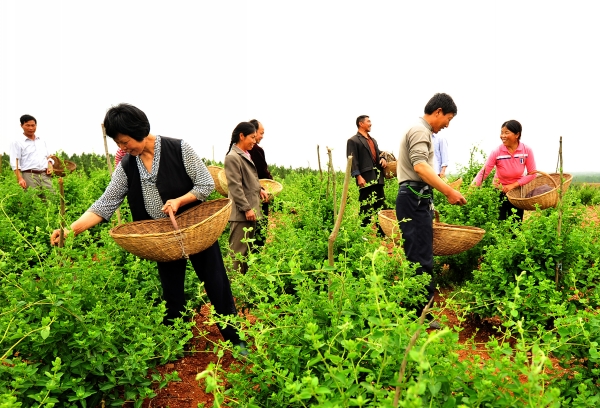 国家市场监督管理总局发布2020年度药品审批报告（四）